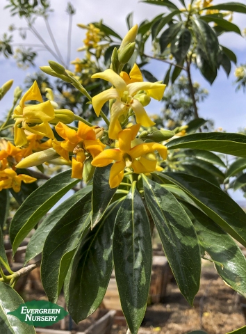 Sweetshade Hymenosporum flavum