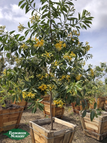 Sweetshade Hymenosporum flavum
