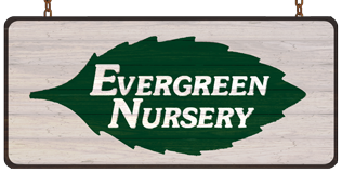 Evergreen Nursery San Go S Largest Whole Open To Evergreen Nursery San Go S Largest Whole Open To The Public