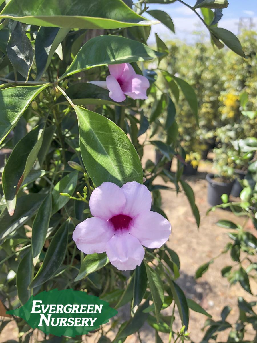 pink bower vine