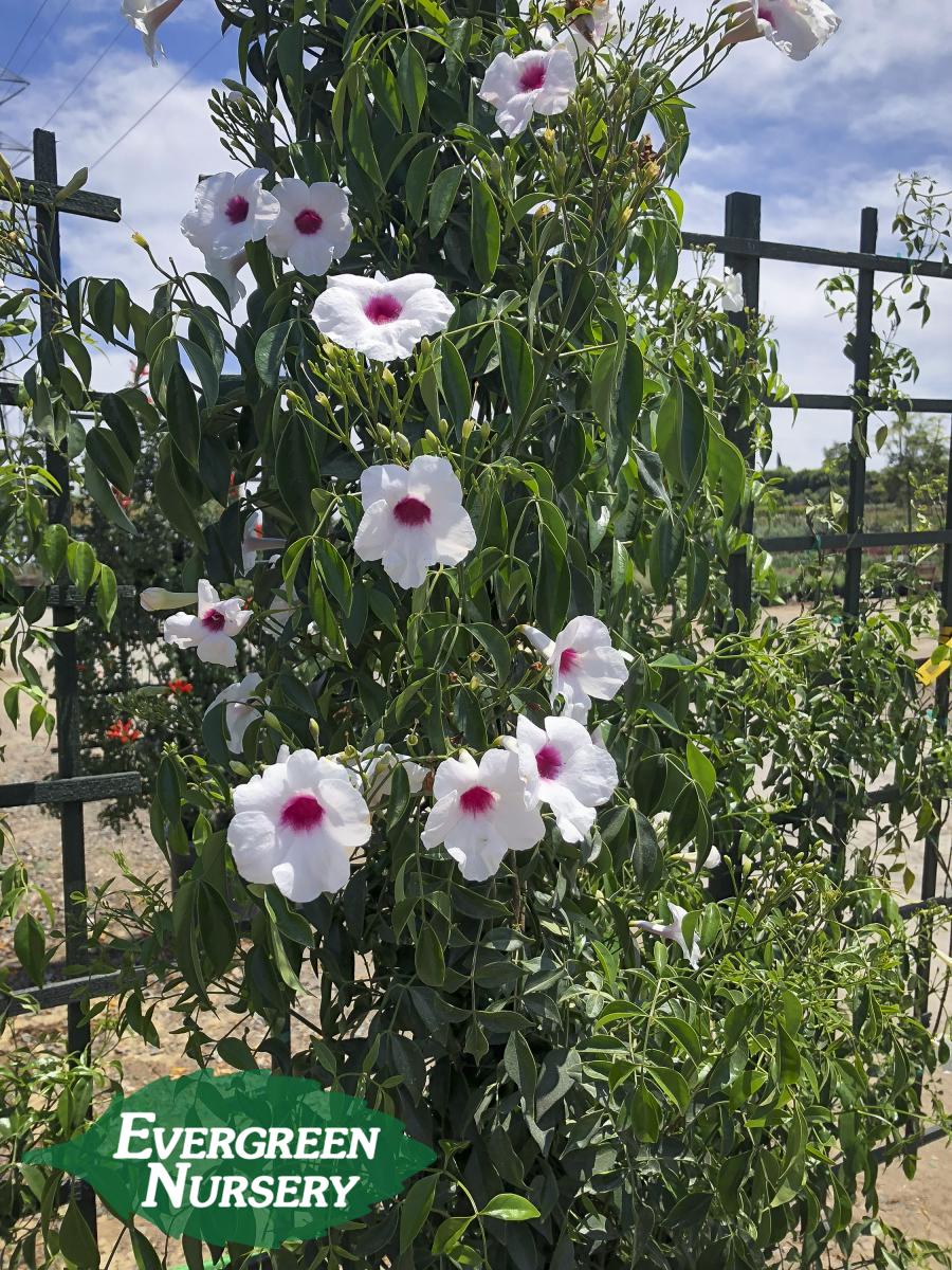 Pink Bower Vine