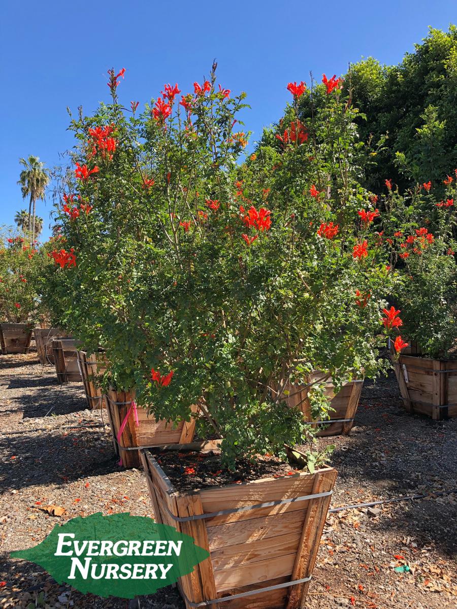Tecomaria Capensis Evergreen Nursery Tecomaria Capensis Evergreen Nursery