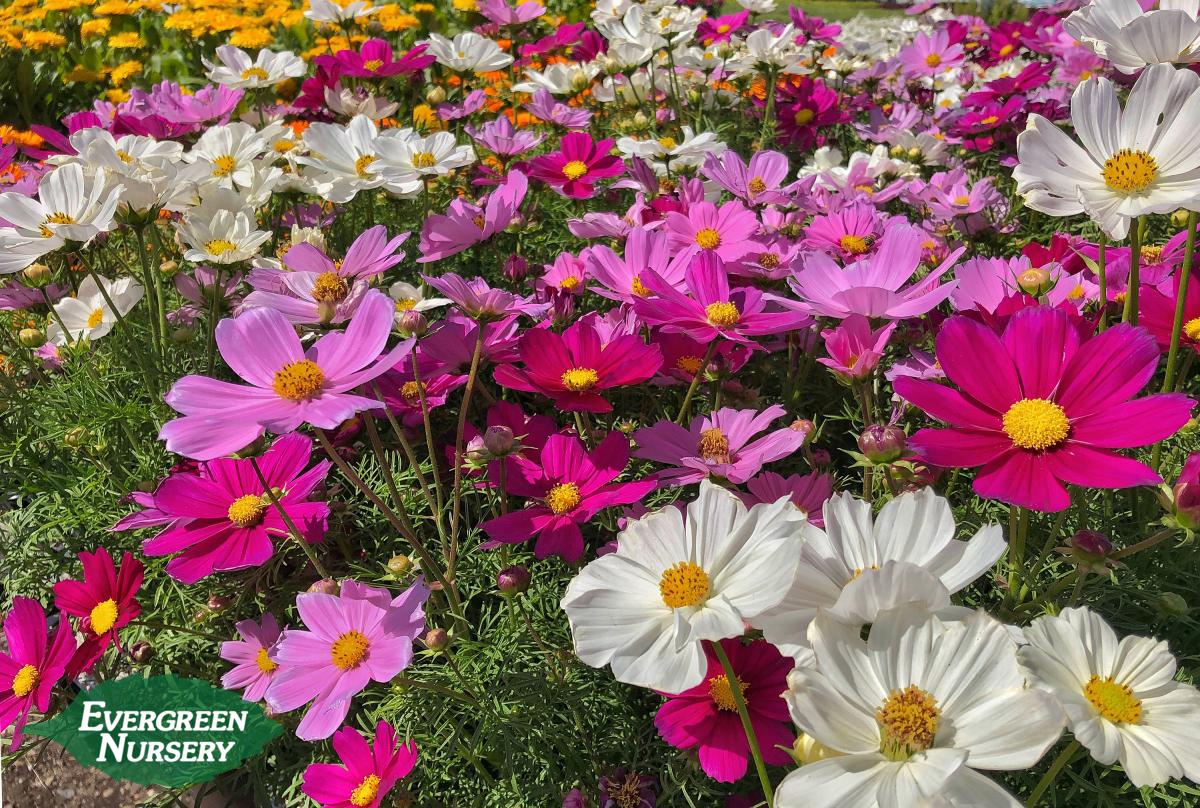 Bed of Cosmos