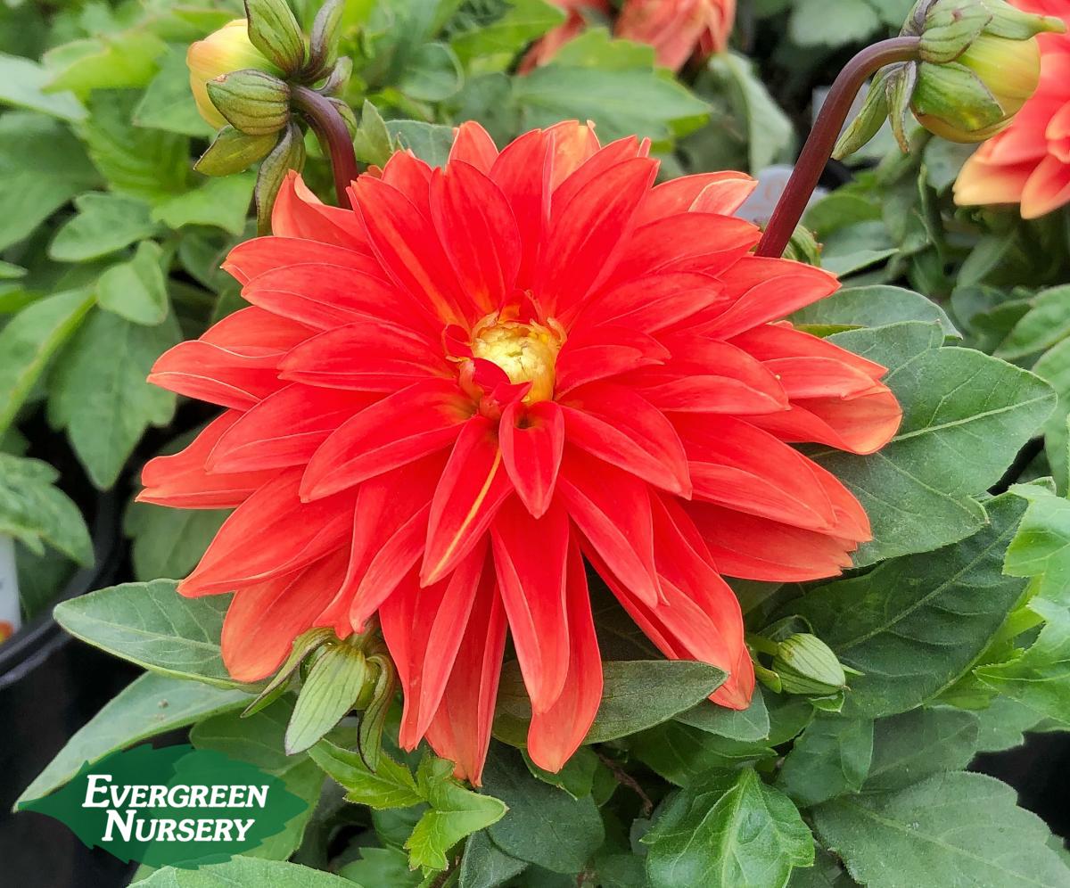 Orange Dahlia
