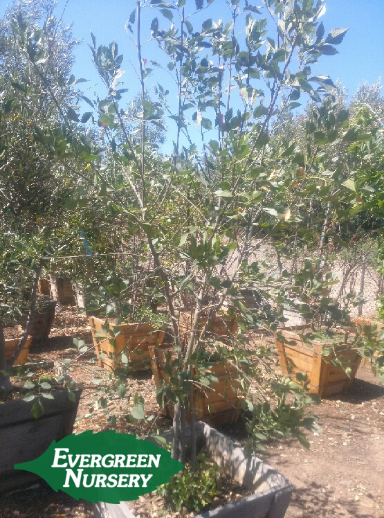 fraxinus angustifolia
