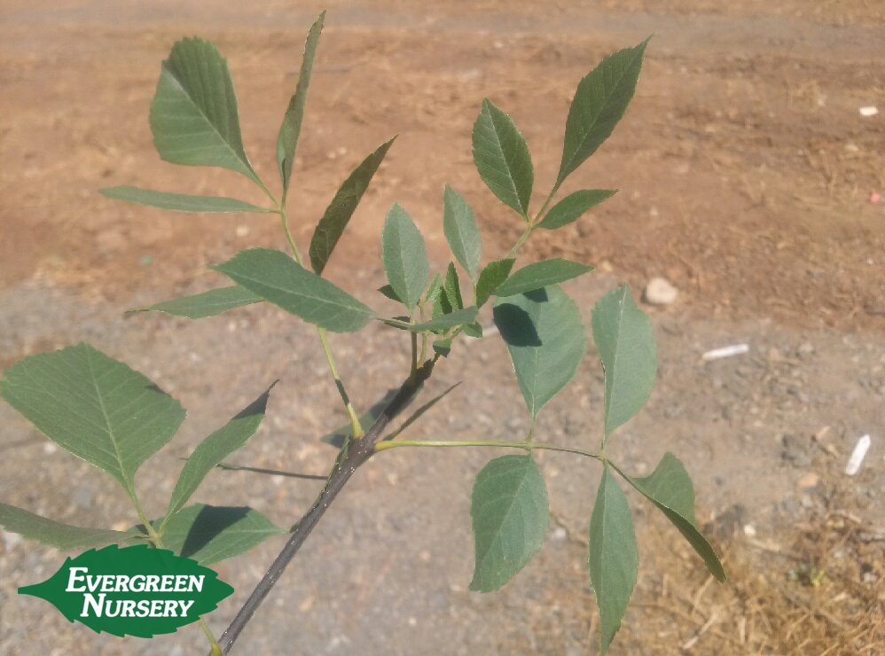fraxinus angustifolia leaf