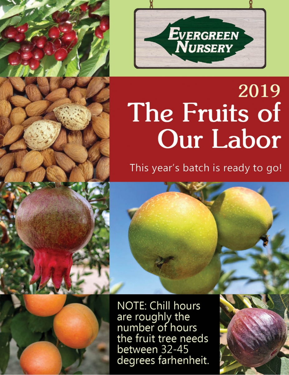 The Fruits Of Our Labor Evergreen Nursery The Fruits Of Our Labor Evergreen Nursery
