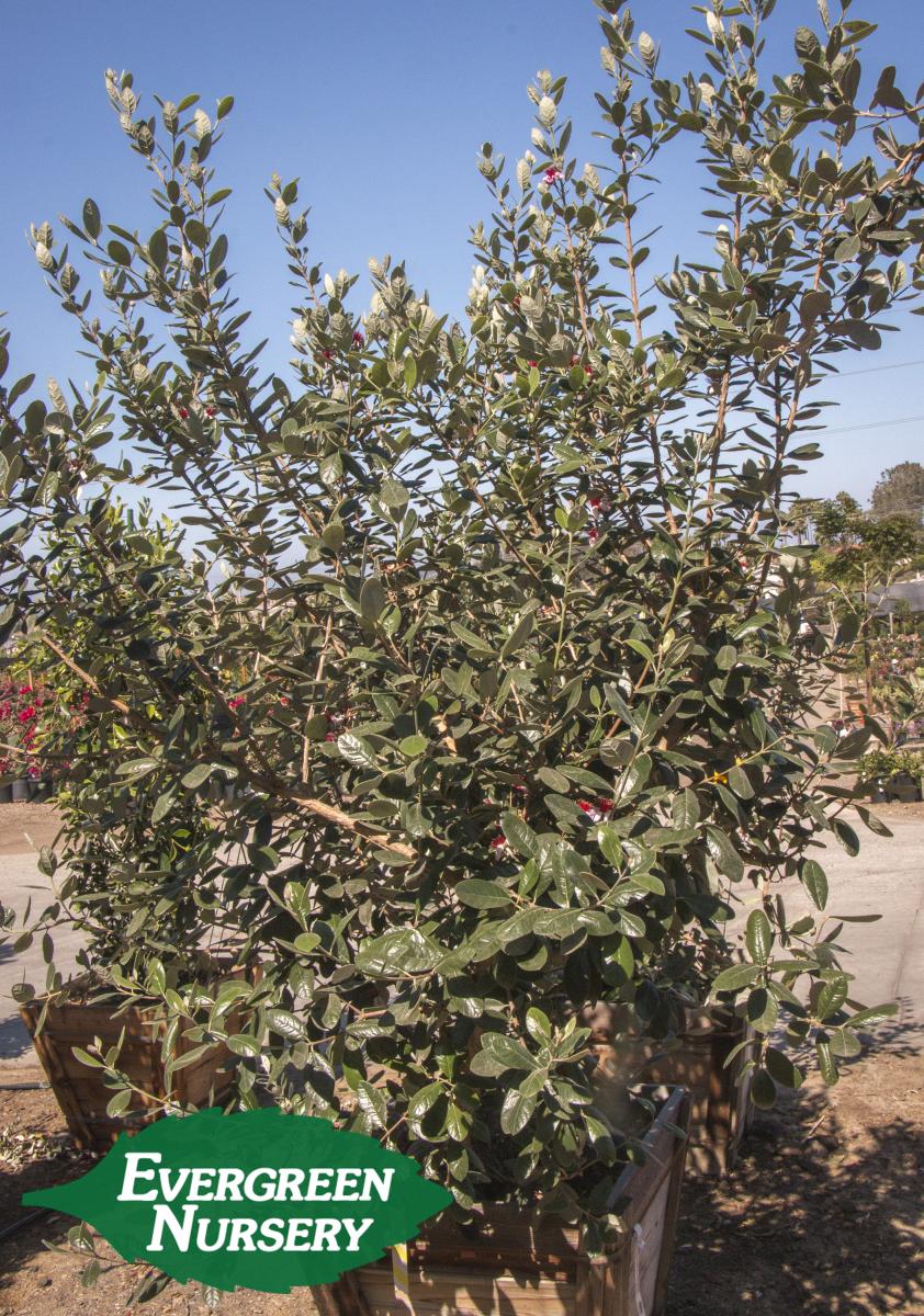 pineapple guava tree