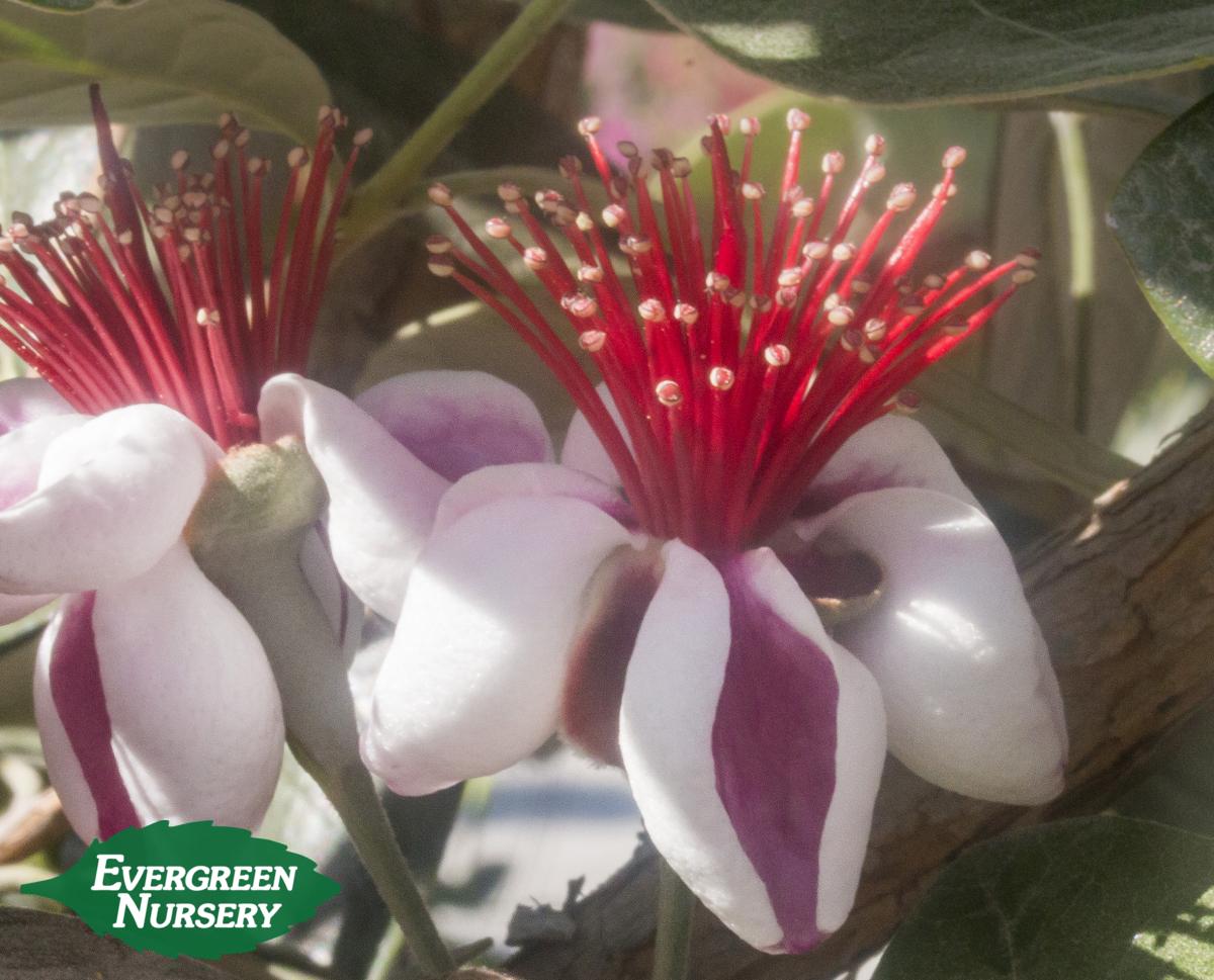 pineapple guava flower