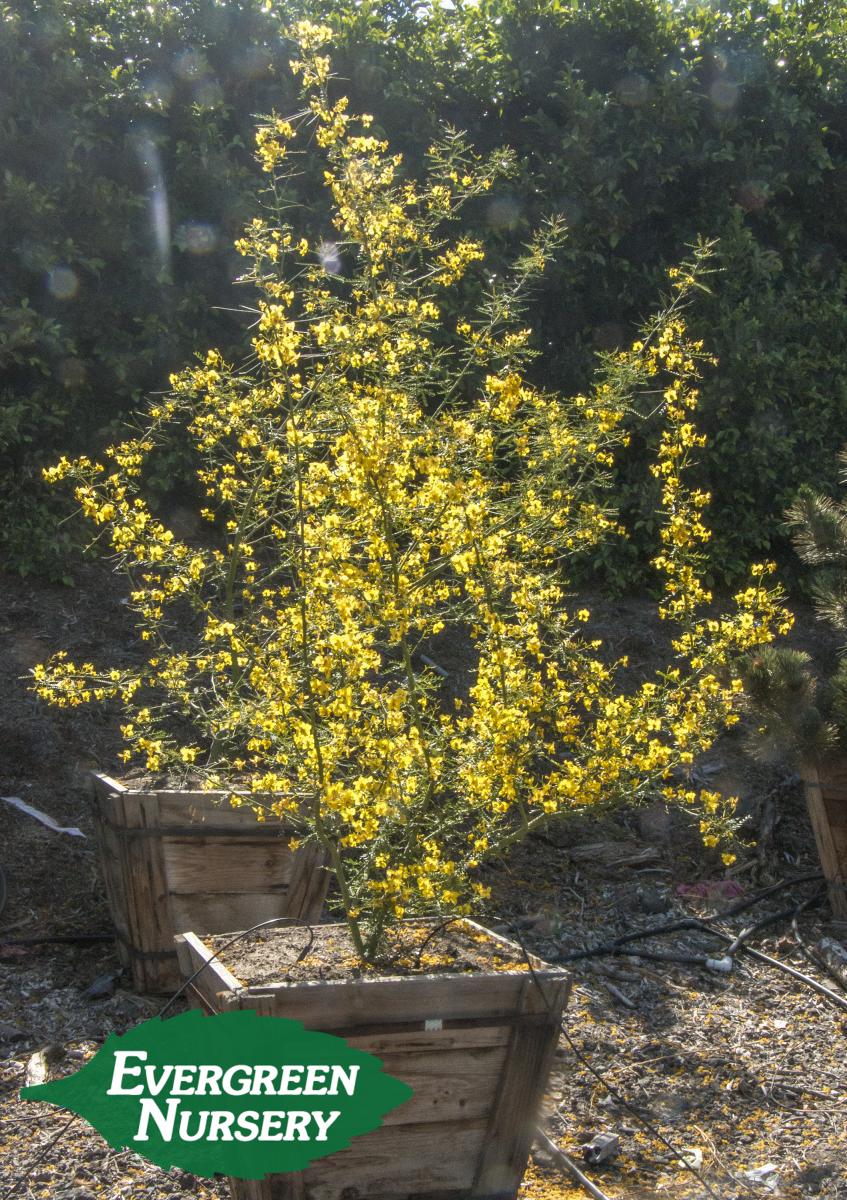 CERCIDIUM 'Desert Museum' | Evergreen Nursery