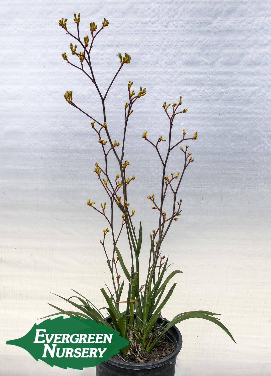 kangaroo paw harmony