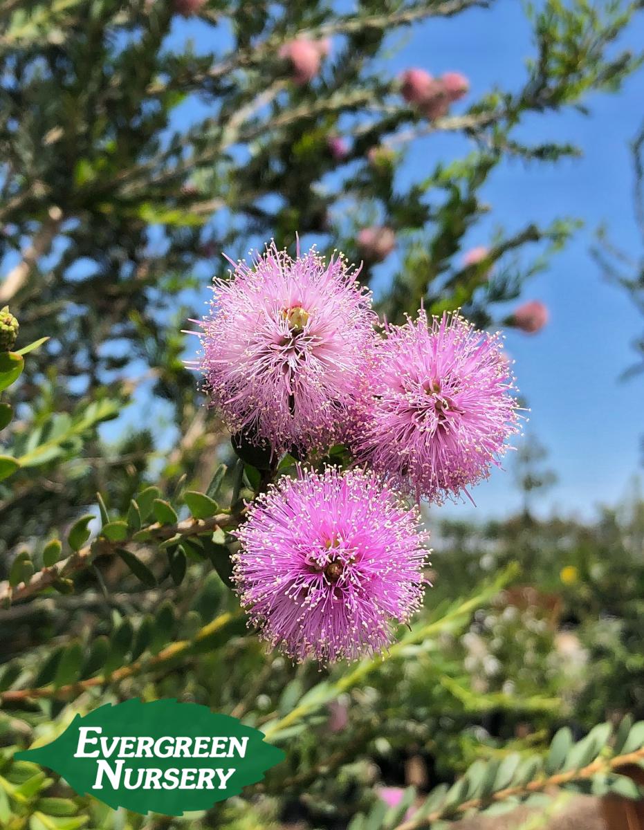 pink melaleuca flower