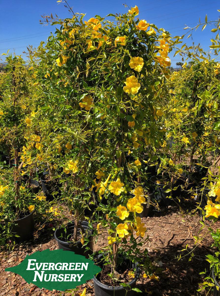 macfadyena unguis cati evergreen nursery cat claw plant