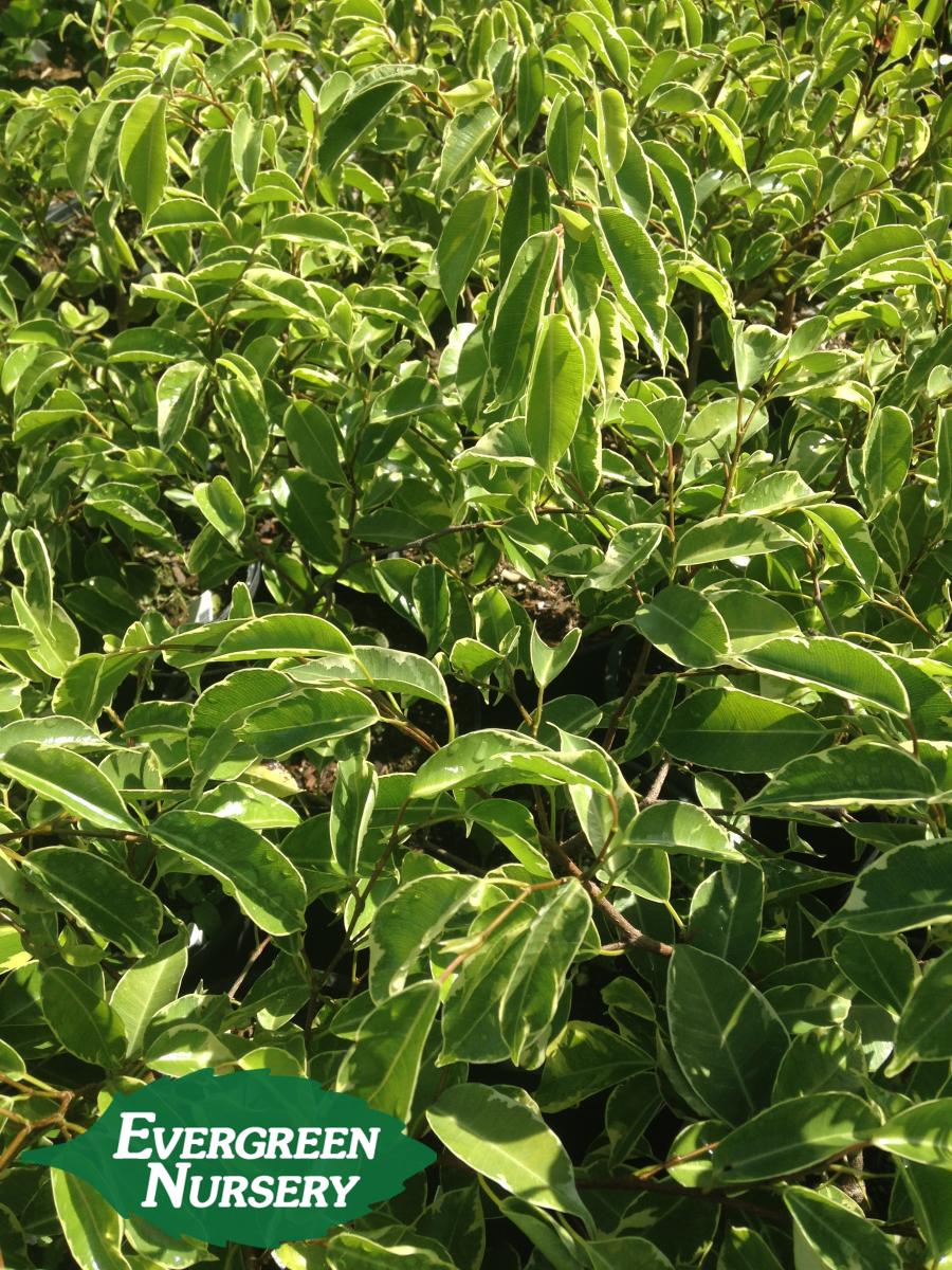 FICUS benjamina variegata | Evergreen Nursery
