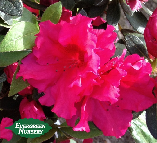azalea red bird