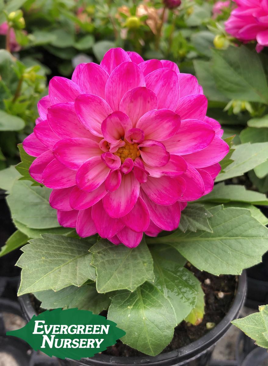dahlia magenta