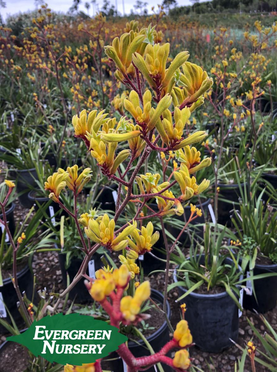 kangaroo paw harmony