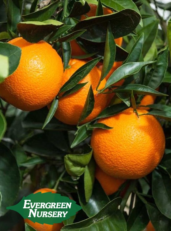 Orange Citrus Sinensis Washington Navel Evergreen Nursery Washington Navel Orange
