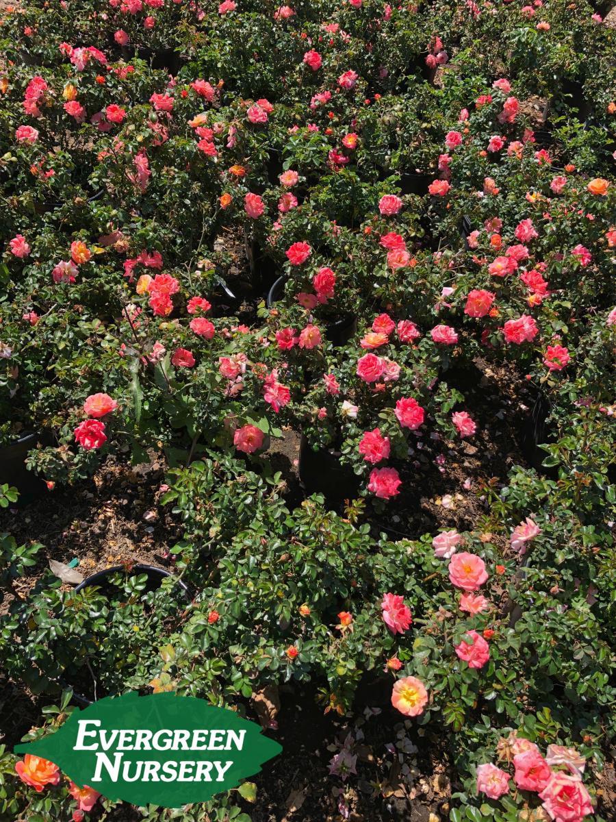rose drift peach