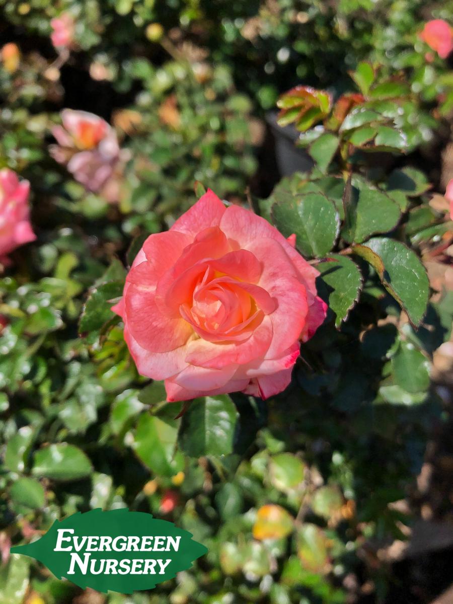 rose peach drift bloom