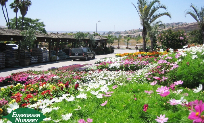 The Evergreen System Nursery Evergreen Nursery Check Out