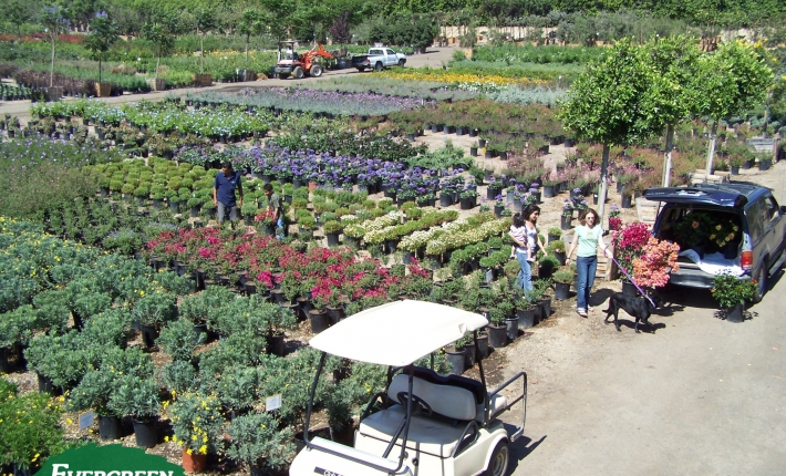 The Evergreen System Nursery Evergreen Nursery Ping