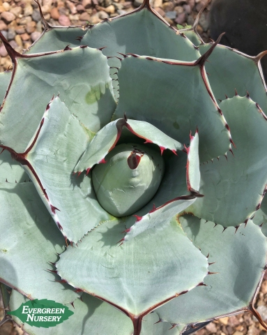Agave parryi Truncata Agave parryi Truncata