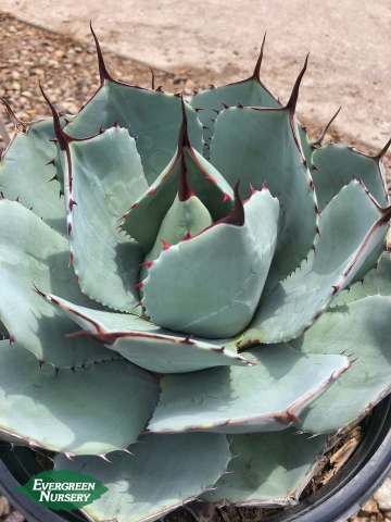 Agave parryi Truncata Agave parryi Truncata