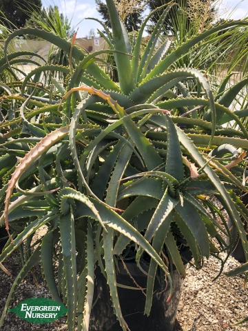 Aloe arborescens Torch Aloe Aloe arborescens Torch Aloe