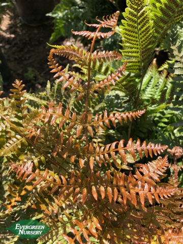 Brilliance Autumn Fern Dryopteris erythrosora Brilliance Autumn Fern Dryopteris erythrosora