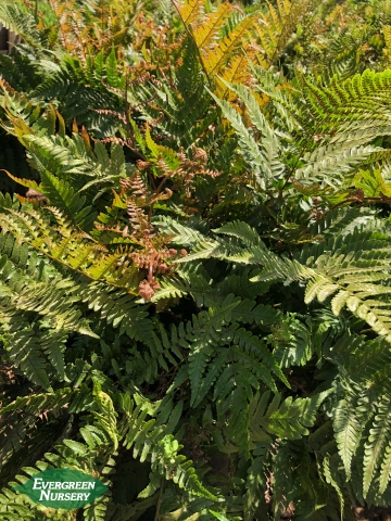 Brilliance Autumn Fern Dryopteris erythrosora Brilliance Autumn Fern Dryopteris erythrosora