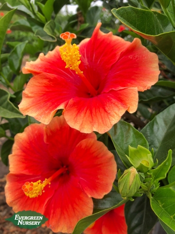 Hibiscus rosa sinensis Santana red Hibiscus rosa sinensis Santana red