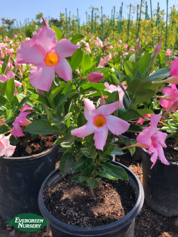 MANDEVILLA 'Bella Pink" | Evergreen Nursery