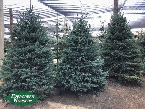 Christmas tree lot