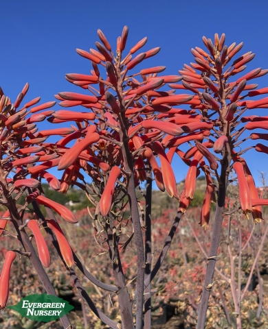 Aloe sinkatana Sudan Aloe flowers