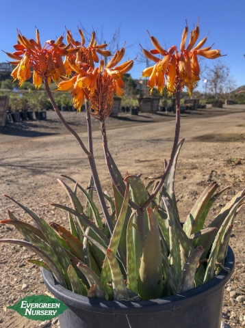 Aloe sinkatana Sudan Aloe