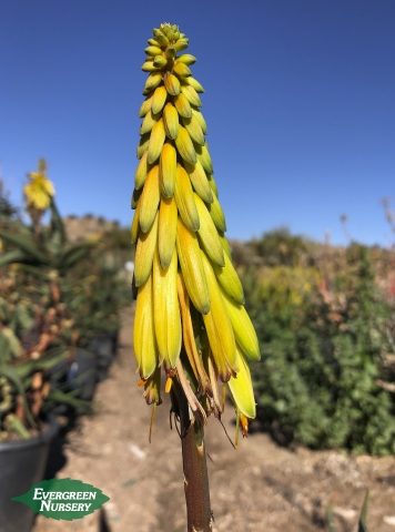 Aloe striatula Hardy Aloe Flower