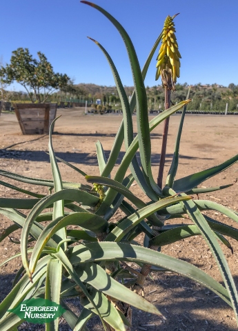 Aloe striatula Hardy Aloe