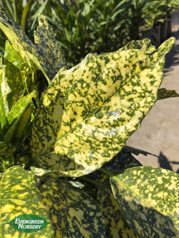 Aucuba japonica Gold Dust