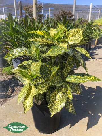Aucuba japonica Gold Dust