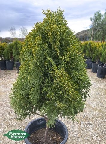 Thuja Aurea Nana Dwarf Golden Arborvitae