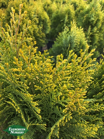 Thuja Aurea Nana Dwarf Golden Arborvitae