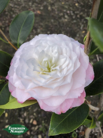 Camellia Japonica Nuccio S Pearl Evergreen Nursery
