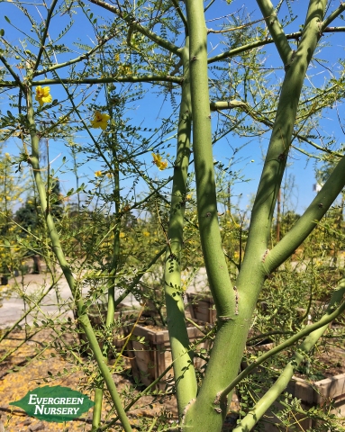 Cercidium 'Desert Museum' branches
