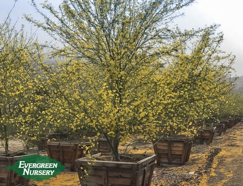 Cercidium 'Desert Museum'