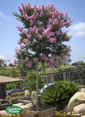 Lagerstroemia Basham's Party Pink Crape Myrtle