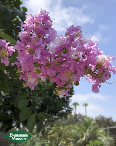 Laterstroemia Basham's Party Pink' Crape Myrtle