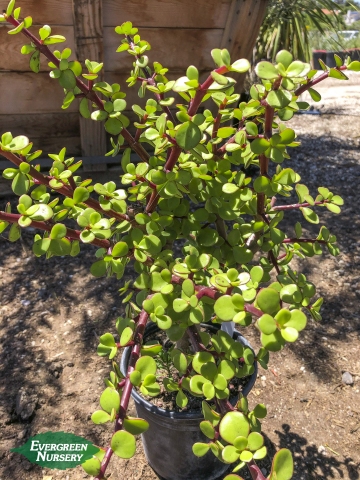 Elephant Food Portulacaria afra