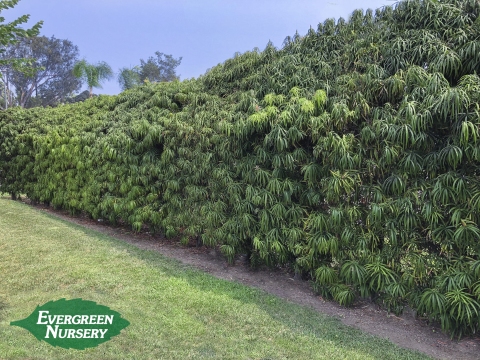 Podocarpus henkelii Hedge