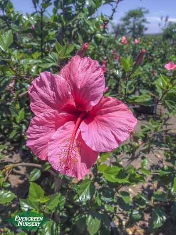Hibiscus rosa sinensis pink Hibiscus rosa sinensis pink